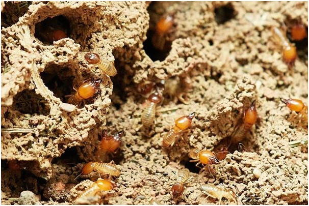 Termites on Wooden Furniture – How to Identify and Prevent Them