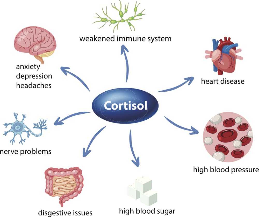 High Cortisol Symptoms | What Does It Mean? Let’s Find Out!