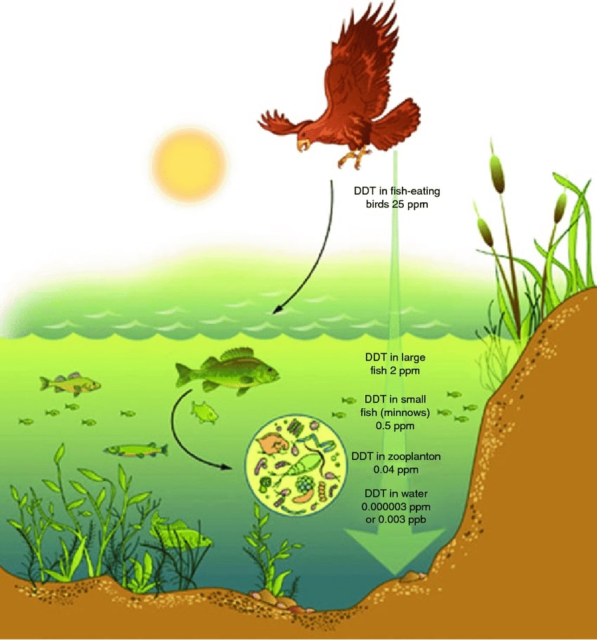 Biomagnification-overview