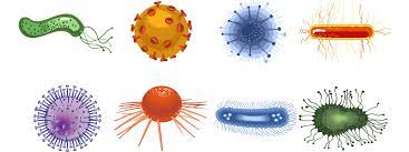 Bacteria and viruses