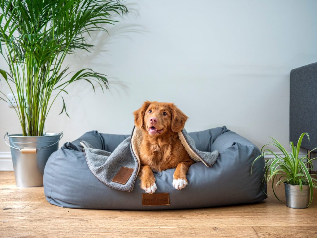 GROWING PET KEEPERS WORLD WIDE BOOSTS THE PET CLOTHING INDUSTRY